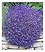 BALDUR Garten Winterharter Bodendecker Blaukissen 'Cascade Blue', 3 Pflanzen mehrjährig Steingarten, winterharte Staude, pflegeleicht, Wasserbedarf gering, blühend, Aubrieta x cultorum Cascade Blue