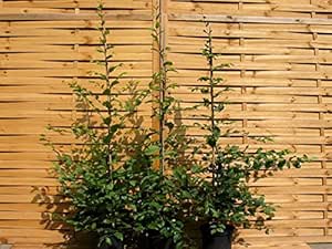 50 Stück Carpinus betulus * (Weißbuche oder Hainbuche), Weißbuchenhecke ...
