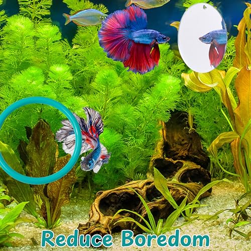 Image of 2 pcs Betta Ring Enrichment Toys with 1 pcs Betta Mirror, Exercise Training Ring and Floating Mirror for Fish Tank, Aquarium Feeding Rings with Floating Mirrors, Fish Toys, Bettas Toy (Teal, M-70mm)