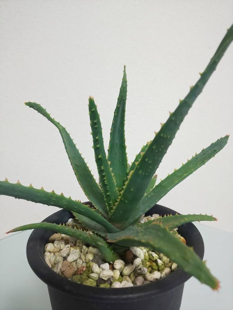 Amazon.co.jp: (ルビーブラッシュ × カスティロニアエ