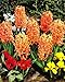 10 Hyazinthen Gipsy Queen duftend Blumenzwiebeln
