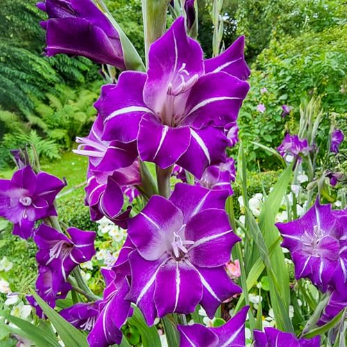 Direct Gardening - Hallowy Gladiolus Bulbs Purple to Blue Summer Flowering Dormant Bulbs 10 per Offer