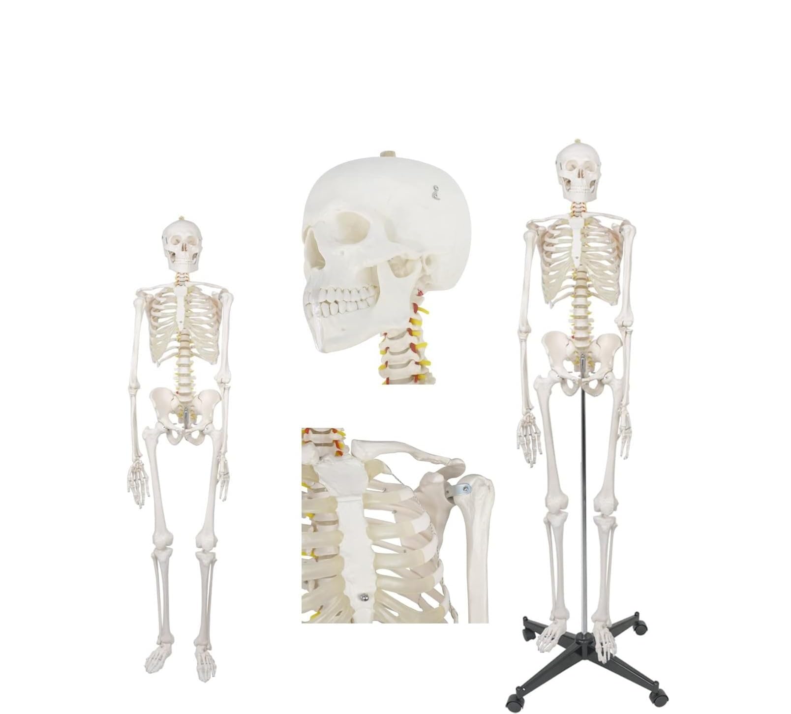 Model szkieletu ludzkiego naturalnej wielkości 170 cm do edukacji anatomicznej – elastyczny szkielet z PCV ze zdejmowaną czaszką, 206 kości, 1 szt.