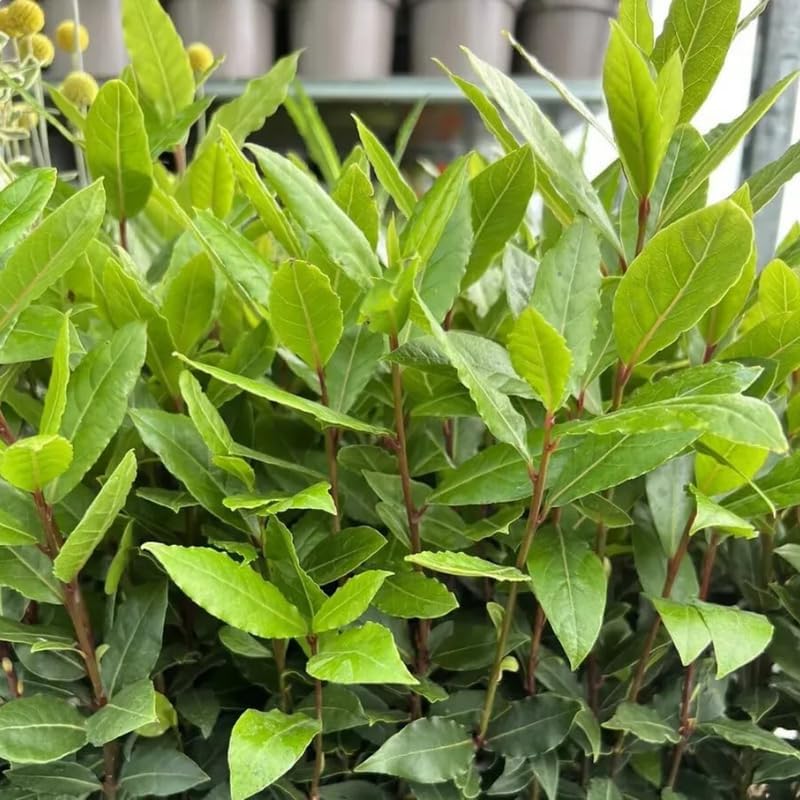 Miniatura 4 de Planta de hoja de laurel, de 10 a 12 pulgadas de alto, árbol de hoja de laurel, planta viva para jardín interior y exterior, maceta de 4 pulgadas