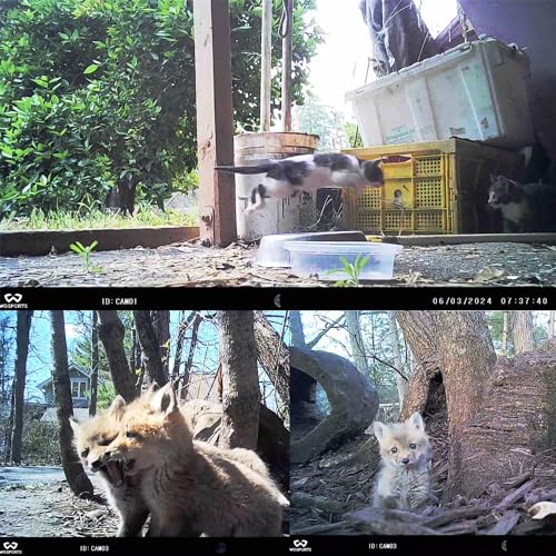 WOSPORTS Mini Trail Camera 2 Pack, 24MP 1080P HD Game Camera with SD Card and 8AA Batteries, Fast Trigger Time Infrared Night Vision Deer Camera for Wildlife Monitoring