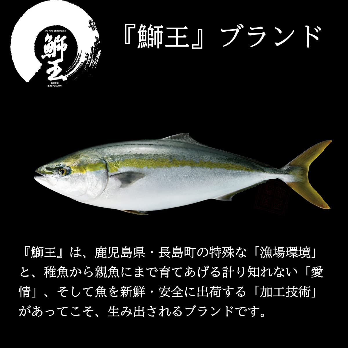 鰤王値段 _ 長島町特産の鰤王のフィレ – RJWVKQ