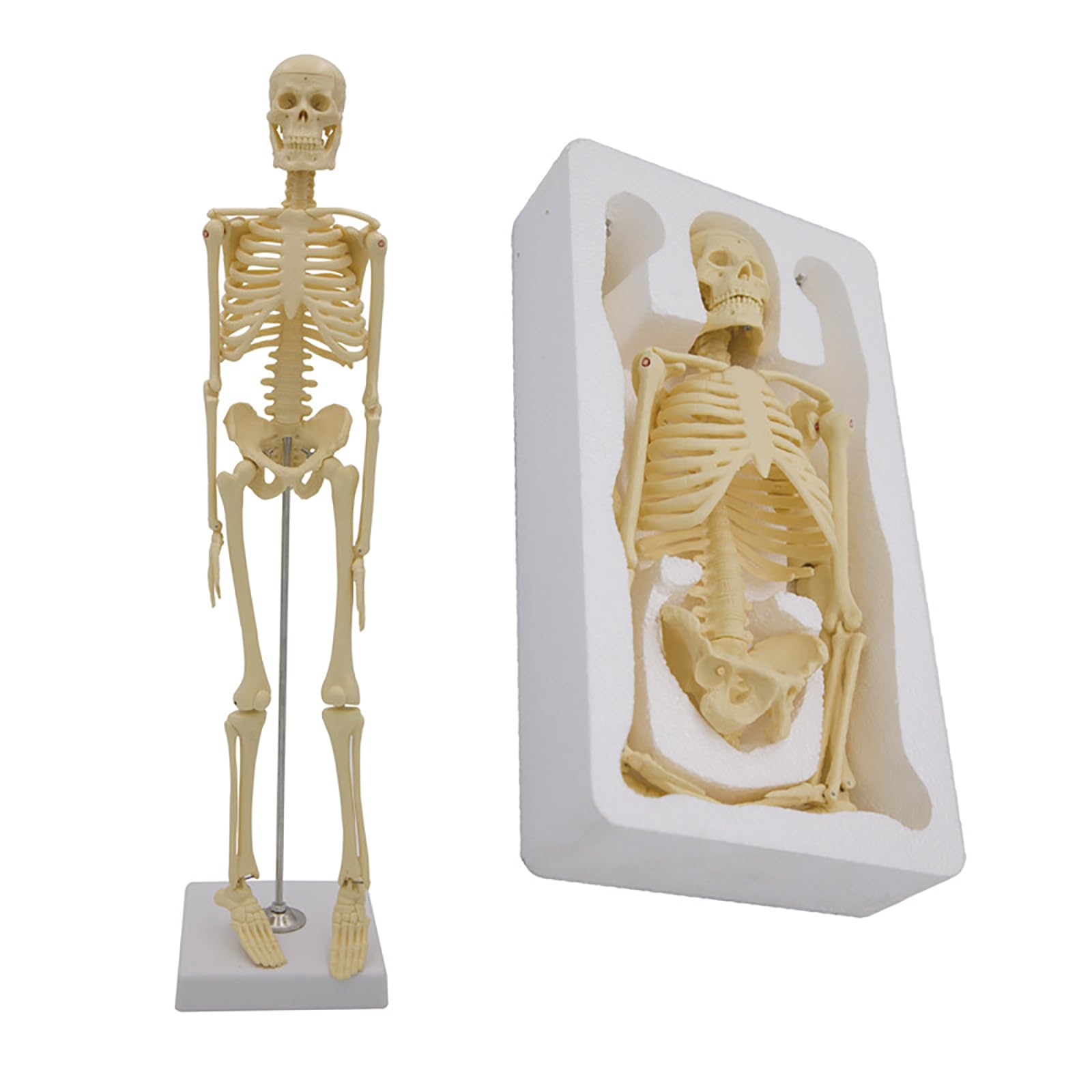 Modèle de squelette humain de 45 cm complet avec colonne et support pour étudiants