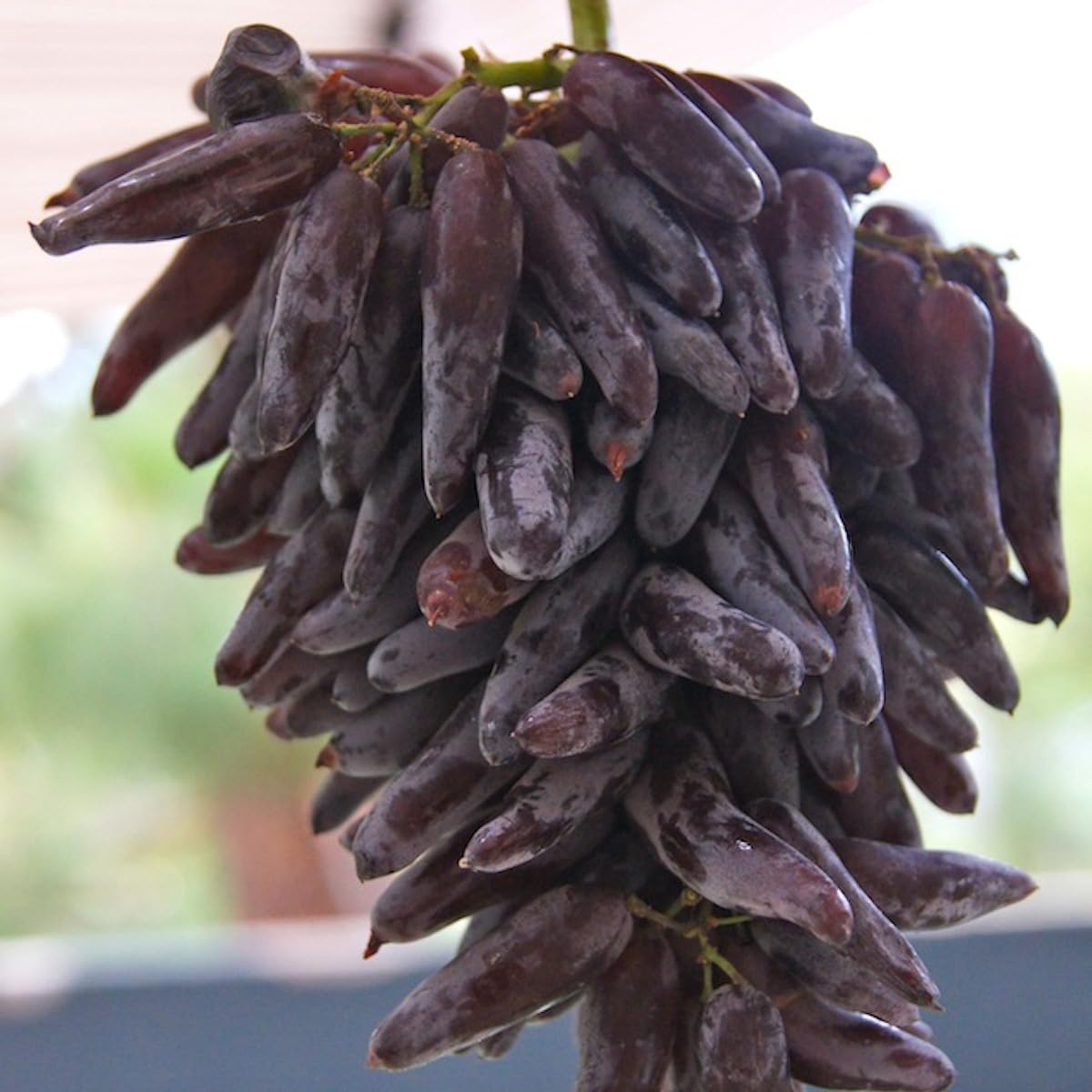 25 Seeds- Finger Grape Seeds for Planting Non-GMO Fresh Fruit Seeds for Home Yard Easy to Grow (B0CDM92DL3) Amazon Price History, Amazon Price Tracker