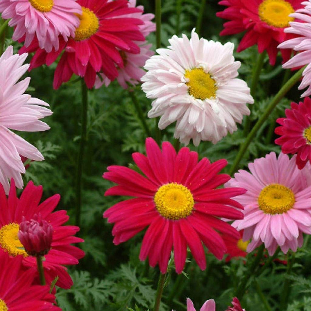 Planthub Chrysanthemum Flower Seed, Annual Mixed Multicolour, Pack of 100 Seeds.