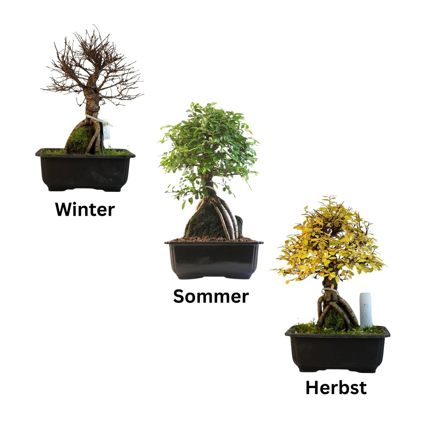 Ulmus parvifolia Bonsai auf Naturfelsen – Japanischer Import – Kunstvoll gewachsener Bonsai in Kunststoffschale – Rarität für Sammler.