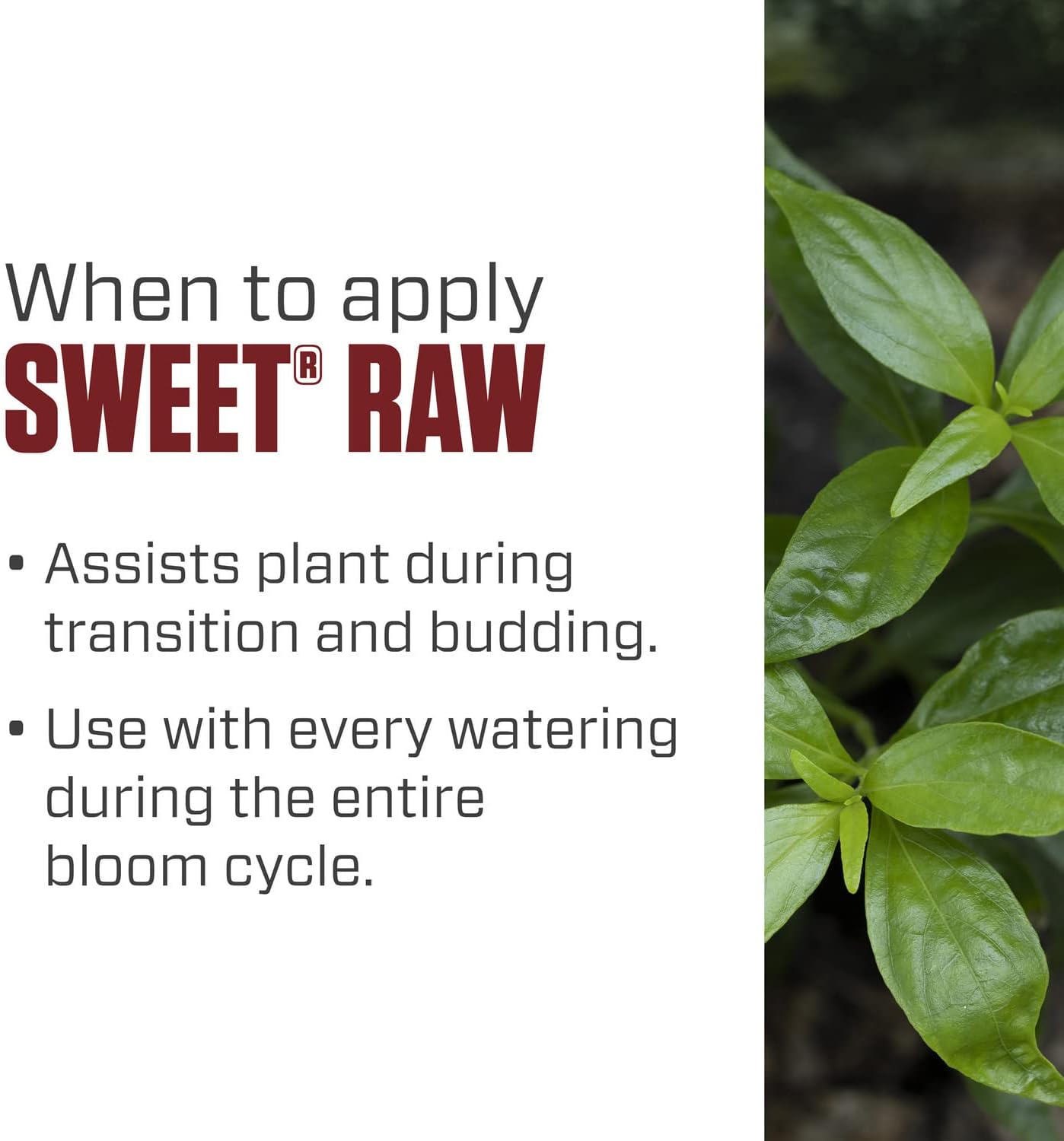 Botanicare Sweet Raw, Supplement for All Phases of Plant Growth, 1 qt.