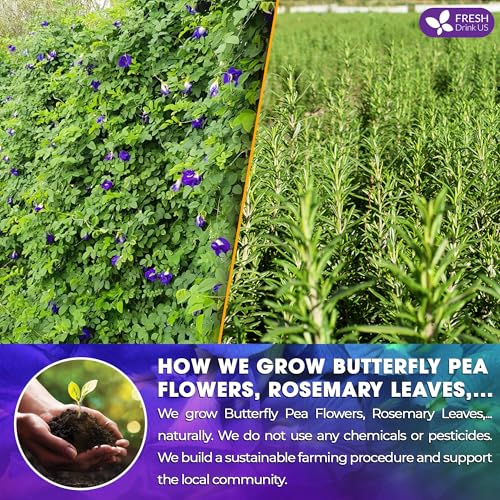 Image of FreshDrinkUS, Clarity Calm Butterfly Pea Flower Tea - 60 Tea Bags Herbal Blend of Butterfly Pea Flower, Rosemary, Moringa, Lemongrass & Licorice Root - Caffeine-Free. Sugar-Free. Gluten-Free. Vegan