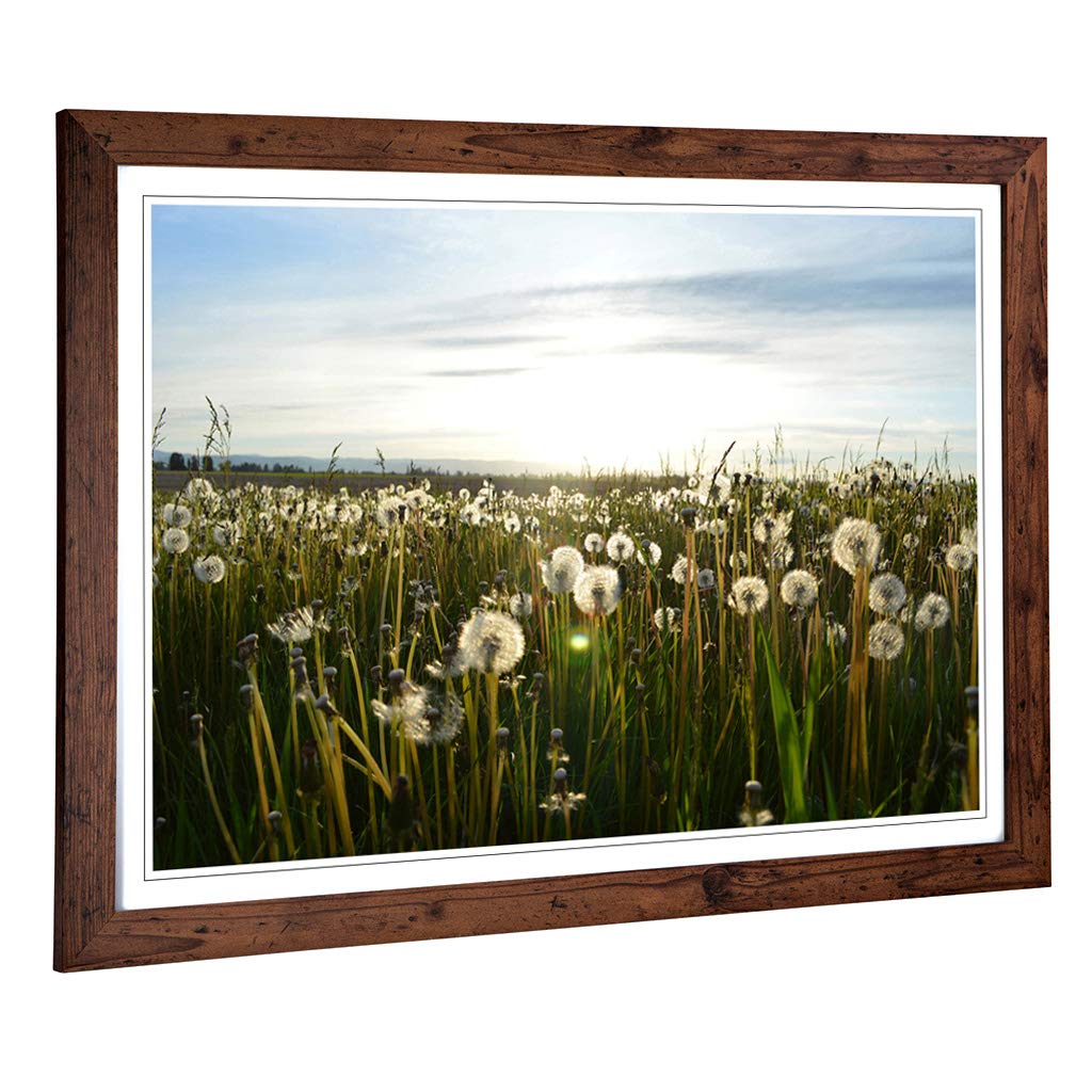 Big Box Art Framed Print of Flower Dandelion Meadow Design | Wall Art Picture | Home Decor for Kitchen, Living, Dining Room, Bedroom, Hallway, Office, Walnut, A2 / 24.5x18 Inch / 62x45cm