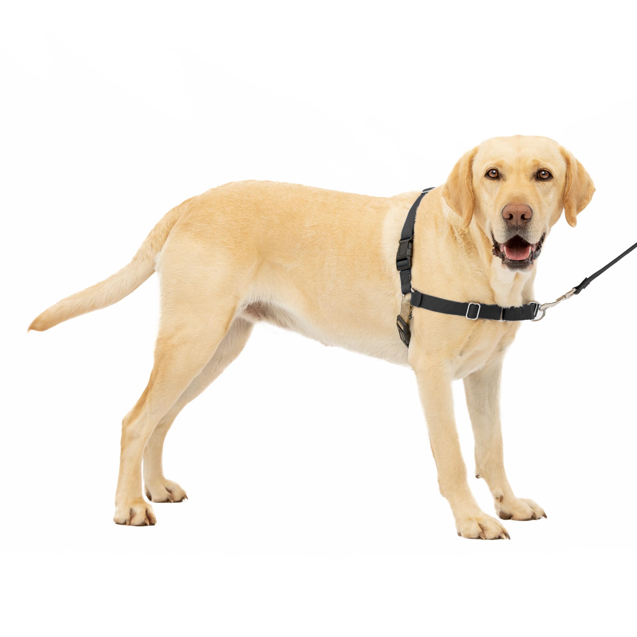PetSafe Harnais Easy Walk avec Boucle Anti-Traction Et Laisse De 1,8 M, Promenade Confortable pour Vous Et Lui - 4 Points De RÃglage â€“ RÃsistant, Facile Ã€ Mettre Et Enlever â€“ Noir, Taille L