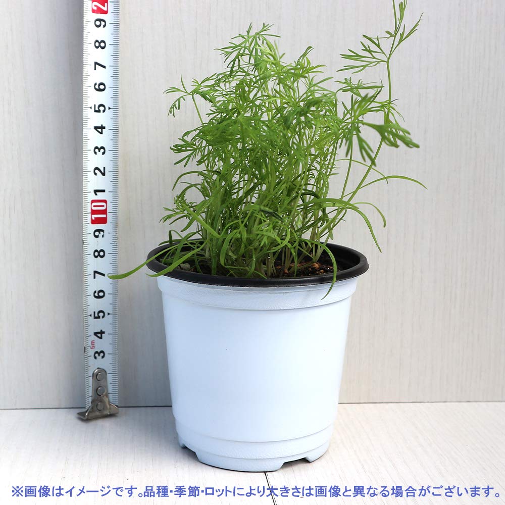 8種から選べるハーブミニ苗 ハーブ苗セット ご注文用 選べるラベンダー&