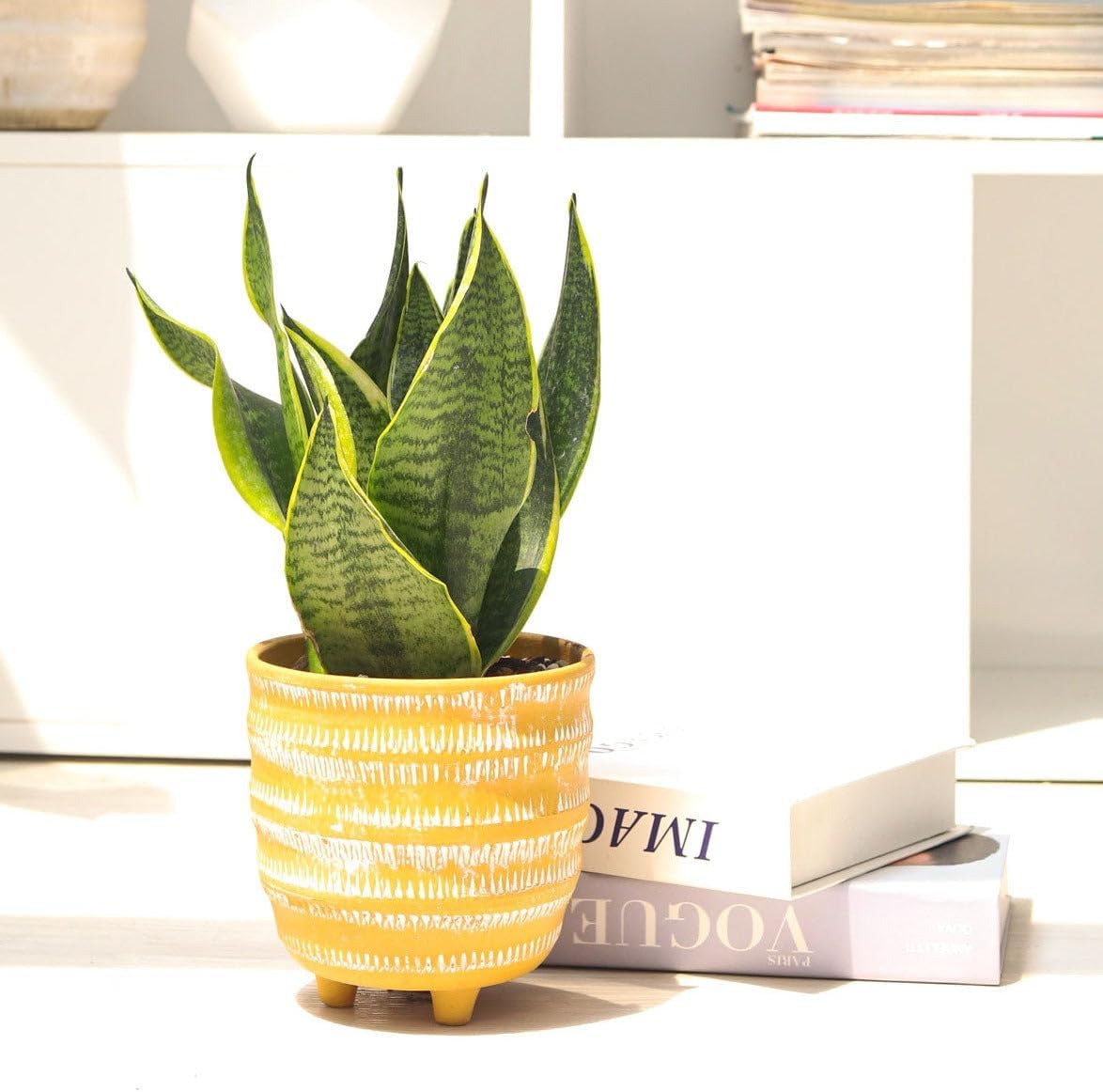 Snake Plant Sansevieria Laurentii (6 inch) - Lucky Houseplants - 4/6 inch Unique Live Decorative Houseplants - Easy to Care Indoor Plants, Perfect for Office, Home & Feng Shui Decor