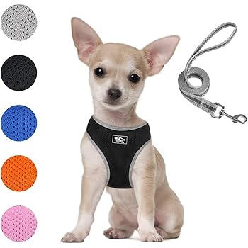 hills and royal canin