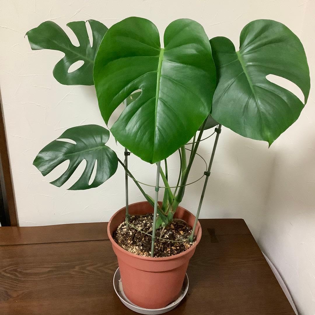 Amazon｜観葉植物 特大モンステラ 根上がりプラ鉢付き｜観葉植物