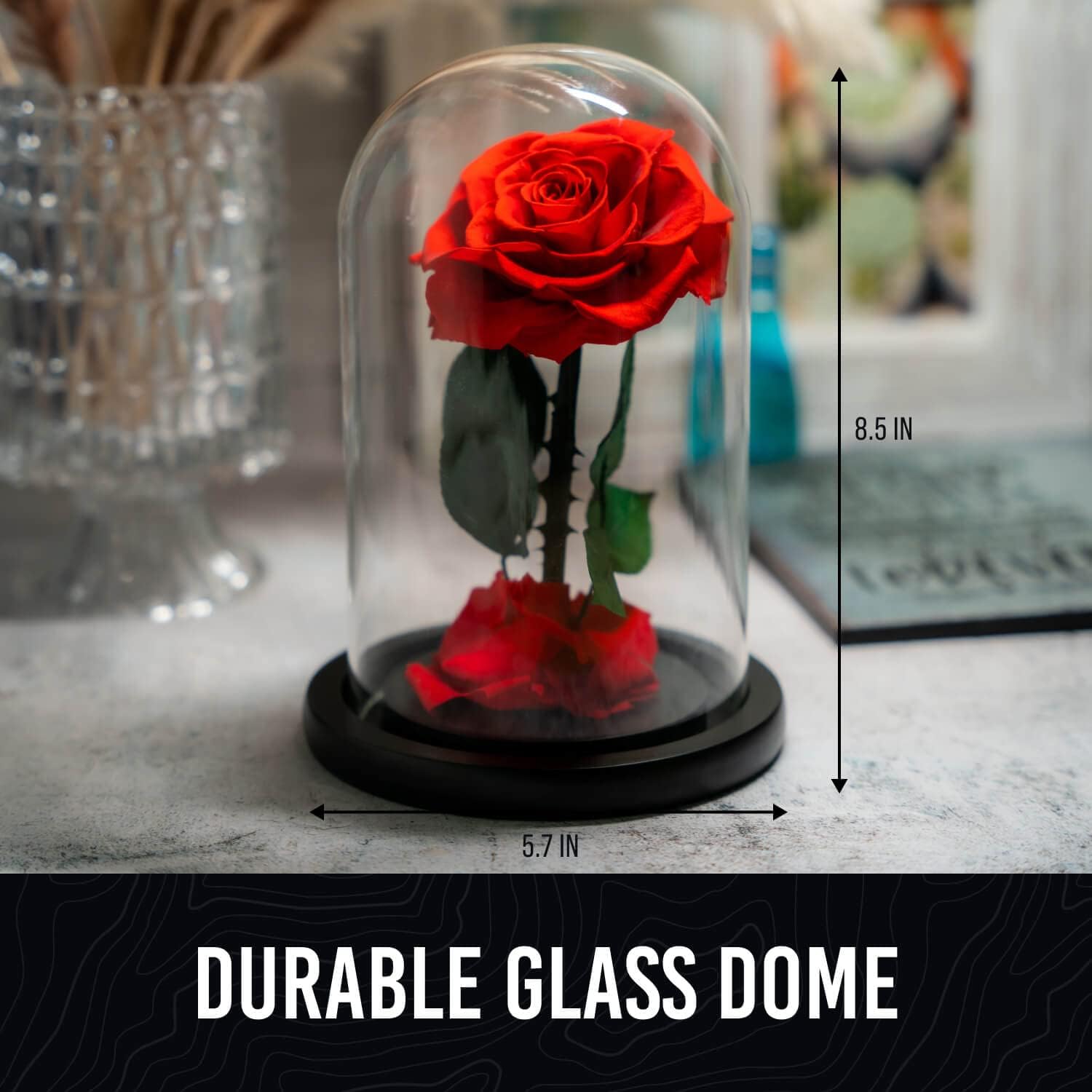 Norcalway Premium Gifts - Forever Preserved Rose in Glass Dome - Beauty and The Beast Rose Decor in a Glass Dome for Decorations