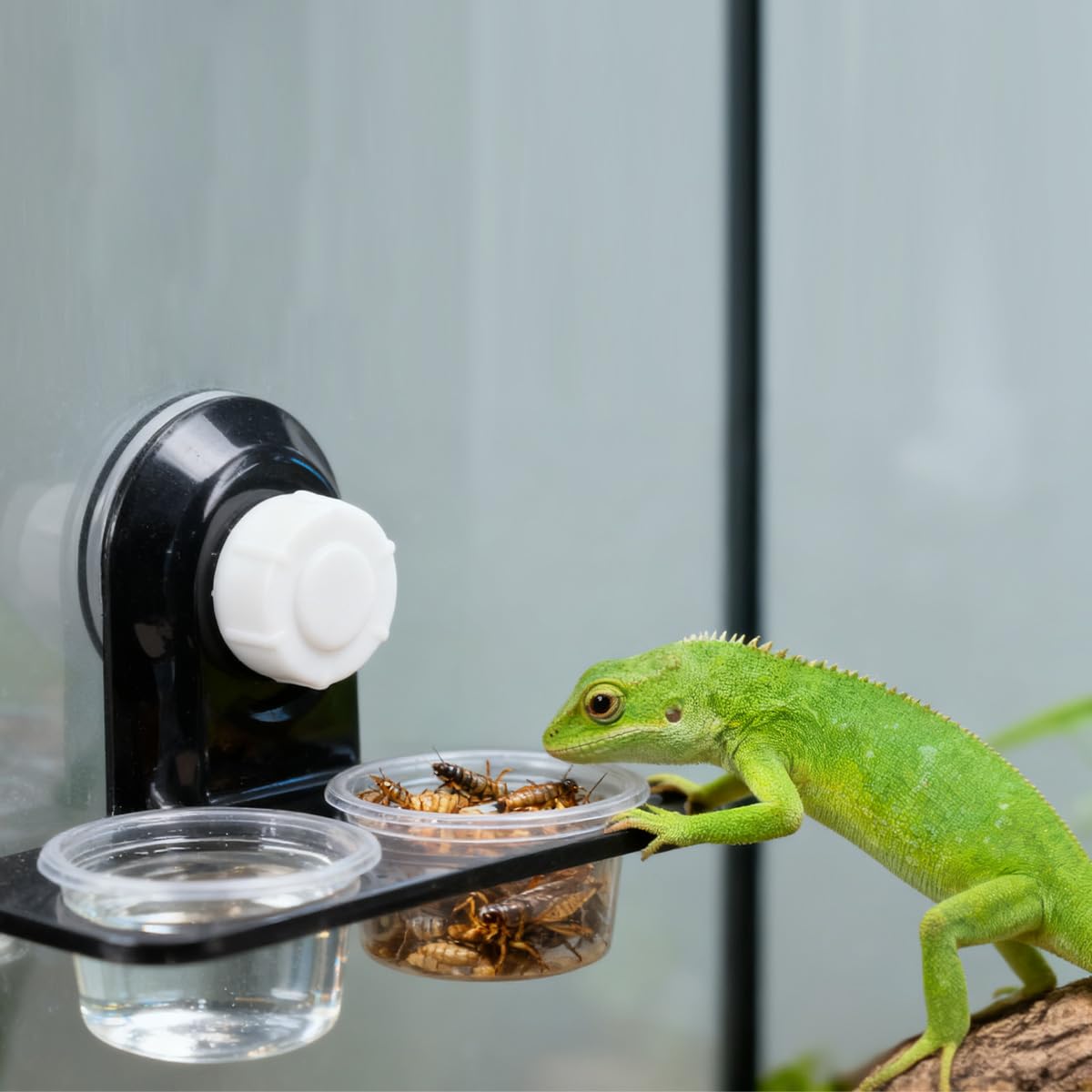 2 ciotole per rettili con ventosa, per acqua e cibo, per rettili, doppia ciotola, con ventosa, per lucertola, serpente, geco, crestato, in vetro e acrilico