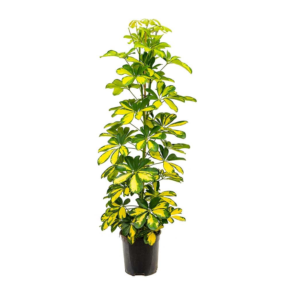 Planta Natural Viva Shefflera Gold Capella con Follaje Decorativo en Maceta De 17 Cm