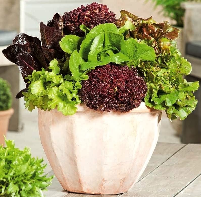 KIRA SEEDS - Seeds Indoor Lettuce Mix - 20 Days for Salad - Heirloom Vegetable - GMO Free