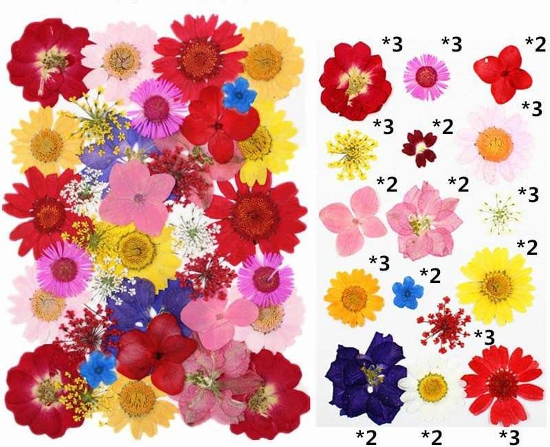Litvibes Dried Pressed Real Flowers Colorful Natural Dried Flowers Daisies for Candles Handmade Art & Crafts Epoxy DIY Resin Pendant Jewellery Gifts Accessories Nail Art - Pack of 40 Flowers-image-46