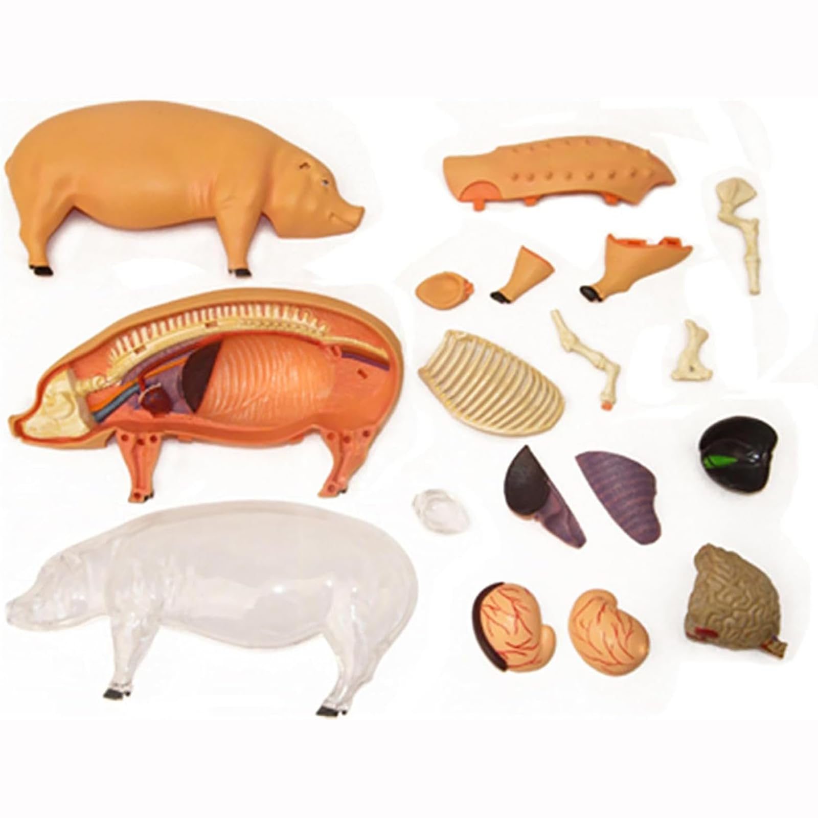 Modelo 4D De Anatomía Porcina, Espécimen Biológico Desmontable para Veterinaria Y Demostración Didáctica En Clínicas Y Escuelas De Animales De Compañía
