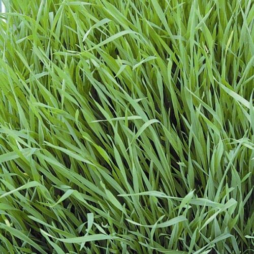 Green Manure Seeds - Rye Grazing - 6sq.m.pk