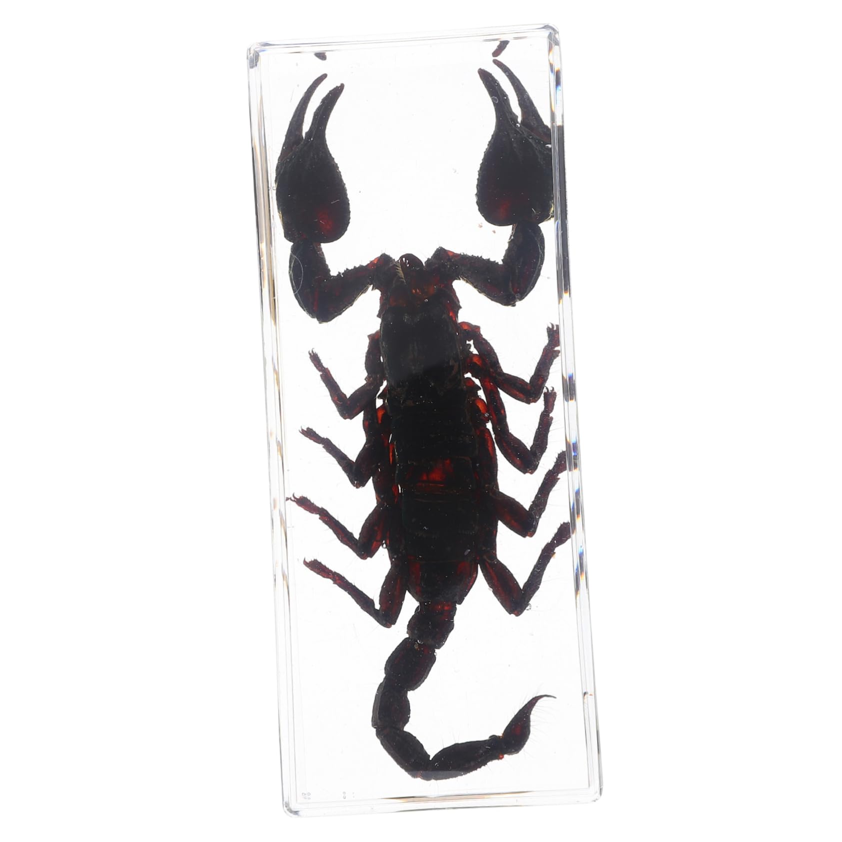 Veemoon Preserved Insect Specimens Paperweight Scorpion Display High Transparency Science Educ