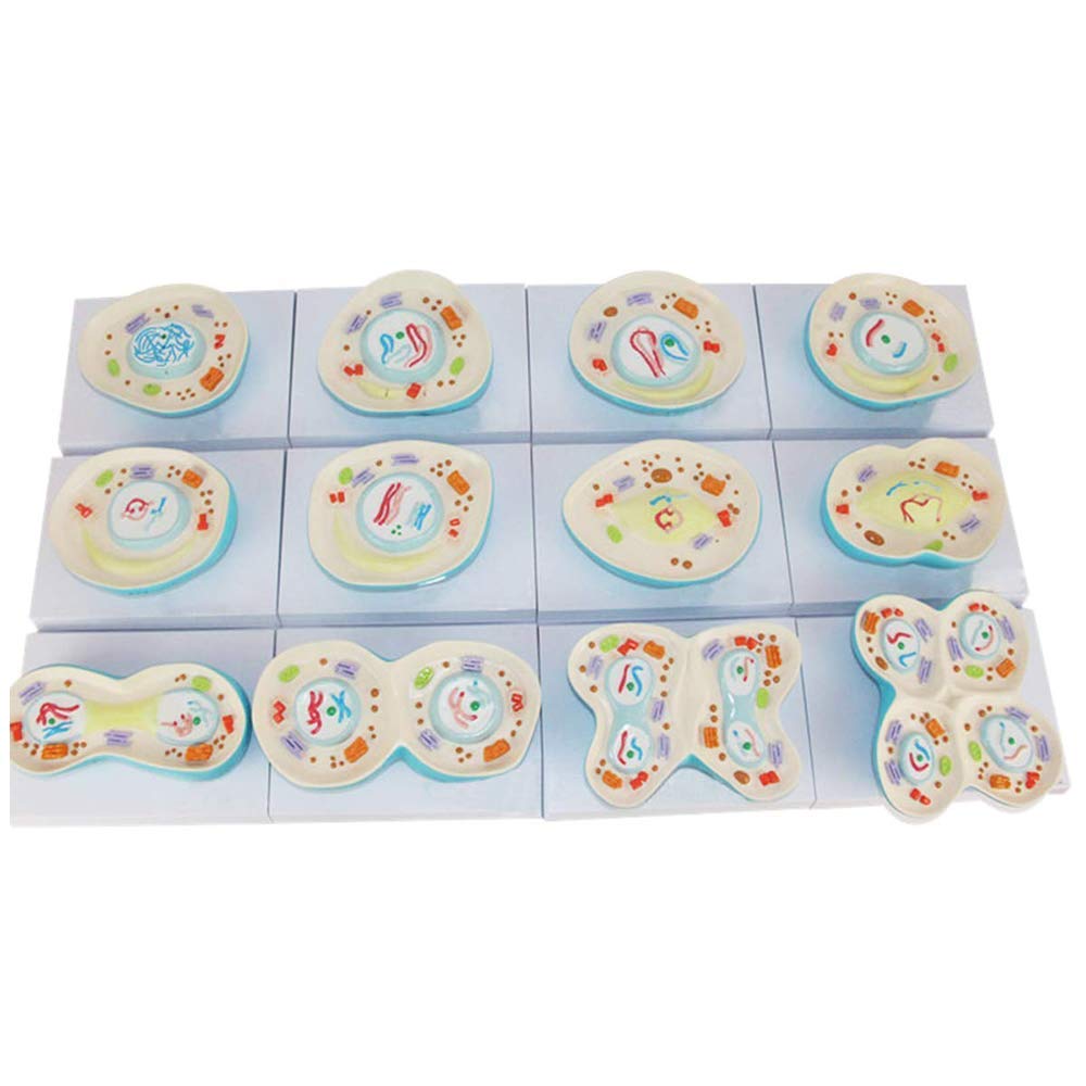 Educational Model 12 Parts Cell Anatomical Model Cell Meiosis Model Cell Anatomical Division Model Cell Structure