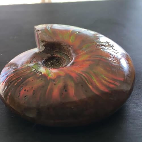 Miniatura 8 de Caracola de amonita arcoíris Cleoniceras Iridesce Amonita Fósiles de amolita fósiles de Madagascar Fidelity Color Natural Piedra preciosa para