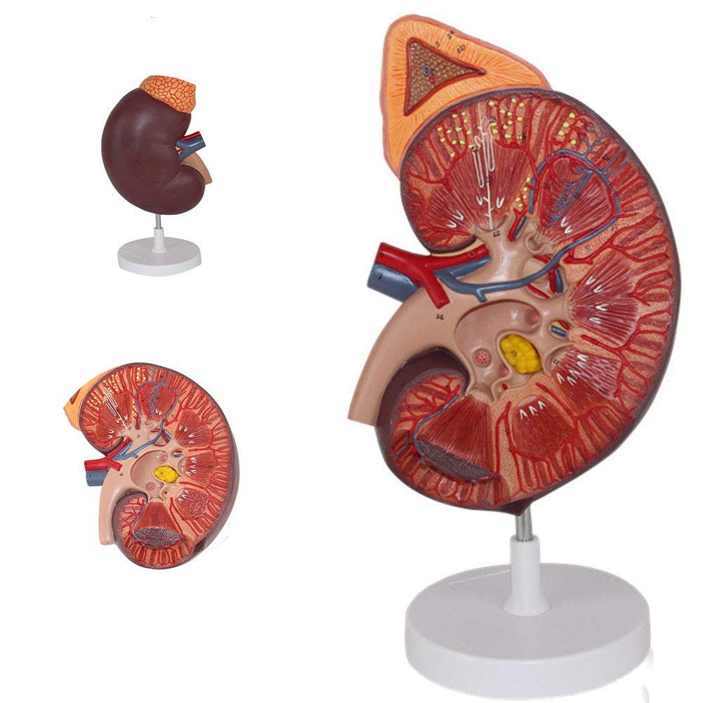 sjdoPulse Human Kidney Anatomical Model-Kidney with Adrenal Gland Model, Used for Doctor-Patient Communication and Medical Education