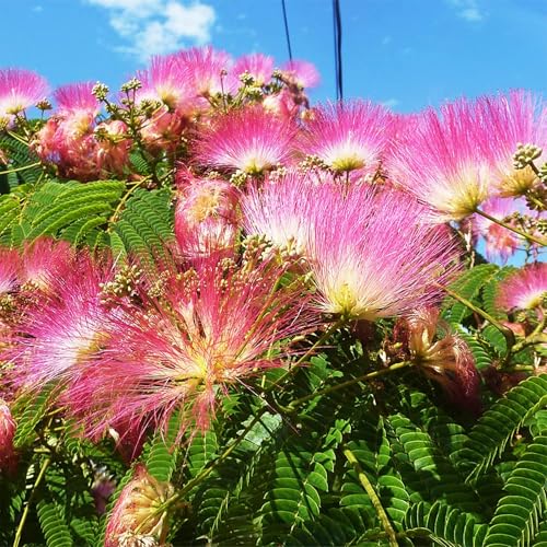 80 Mimosa Silk Tree Seeds (Albizia Julibrissin) Pink Blooms Drought Tolerant Flowering Trees Attracts Pollinators Indoor Garden & Outdoor Planting