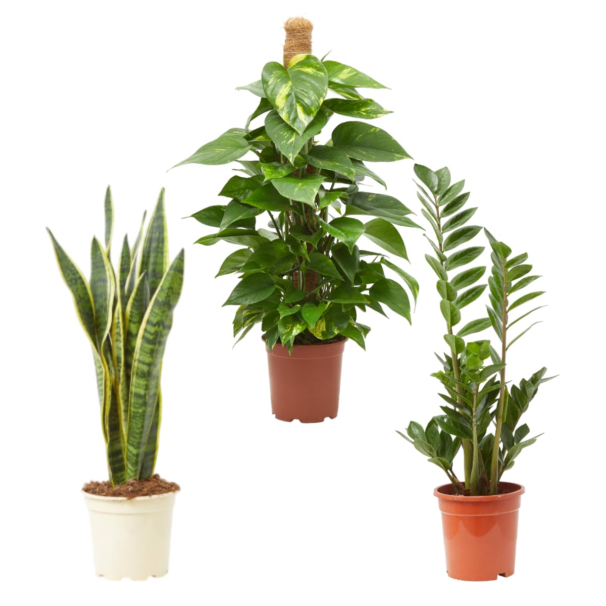 Verdecora Pack Plantas Purificadoras de Interior maceta 3L | Sansevieria, Zamioculca y Potho | Set de Plantas Resistentes y Decorativas | Ideal para Hogar u Oficina