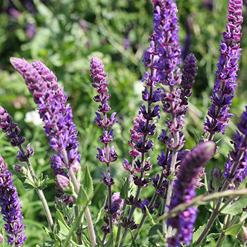 Outsidepride Perennial Salvia Officinalis Sage Herb & Flower Garden Plants - 1 Oz #TOP3