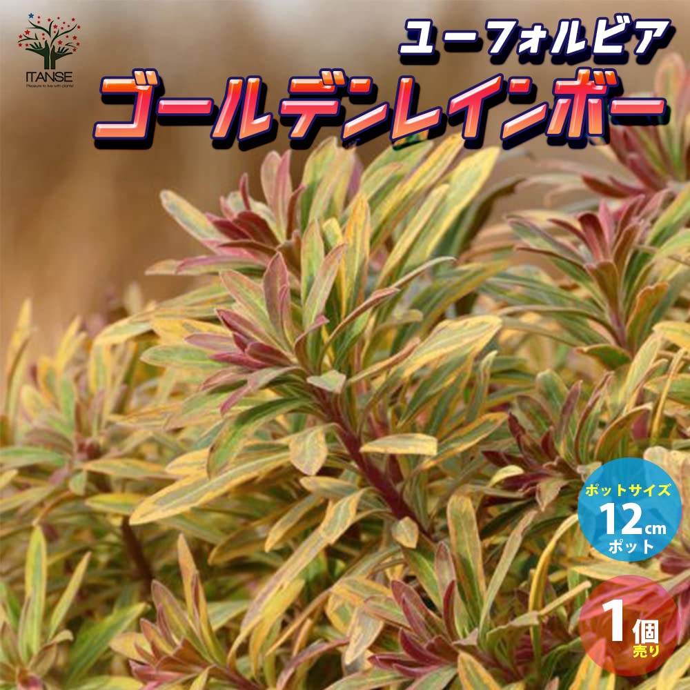Amazon.co.jp: ユーフォルビア ゴールデンレインボー 12cmポット苗
