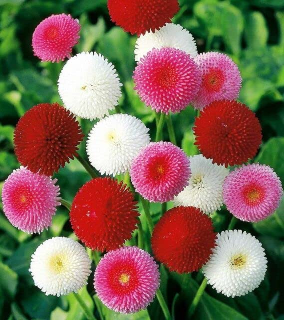 English Daisy Mixed Colour Flower Seeds Hybrid F1 for Home Garden All Season (200 Seeds)