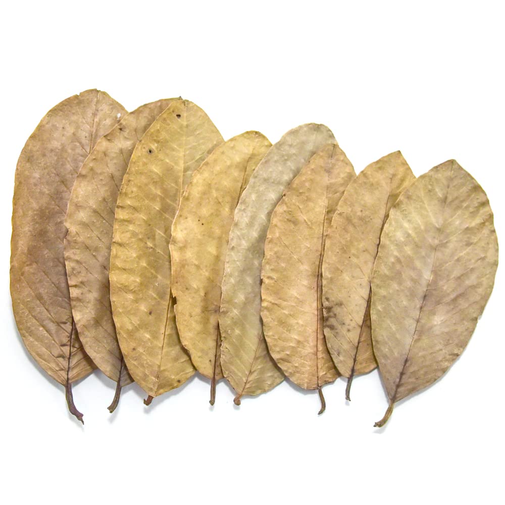 Premium Guava Leaves. Pack of 25, Natural Dried Whole Leave Tea. Blackwater for Aquarium, Tannins Leaf for Freshwater Tanks. Improves Tannin in Aquarium Water - Healthy for Ghost Shrimp Betta Fish.