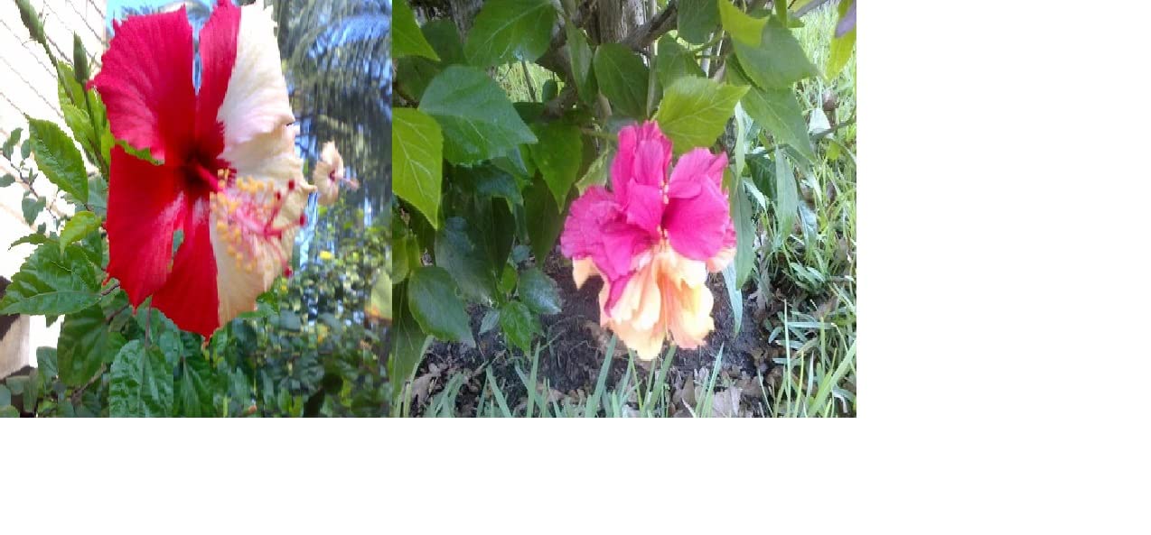 Two Multicolor Hibiscus/Joba Flower Rosa-Sinensis Variety Healthy Live Roof TOP Cutting Plant Pack Of 2 (B0BTTMP6PH) Amazon Price History, Amazon Price Tracker