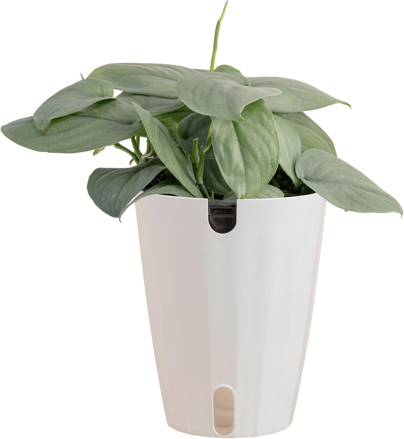 Costa Farms Scindapsus Live Plant in Self Watering Decor Pot, Assorted Variety, Easy to Maintain, Air Purifying Vining Indoor Houseplant, Perfect for Home, Room, or Office Décor, 9-12 Inches Tall