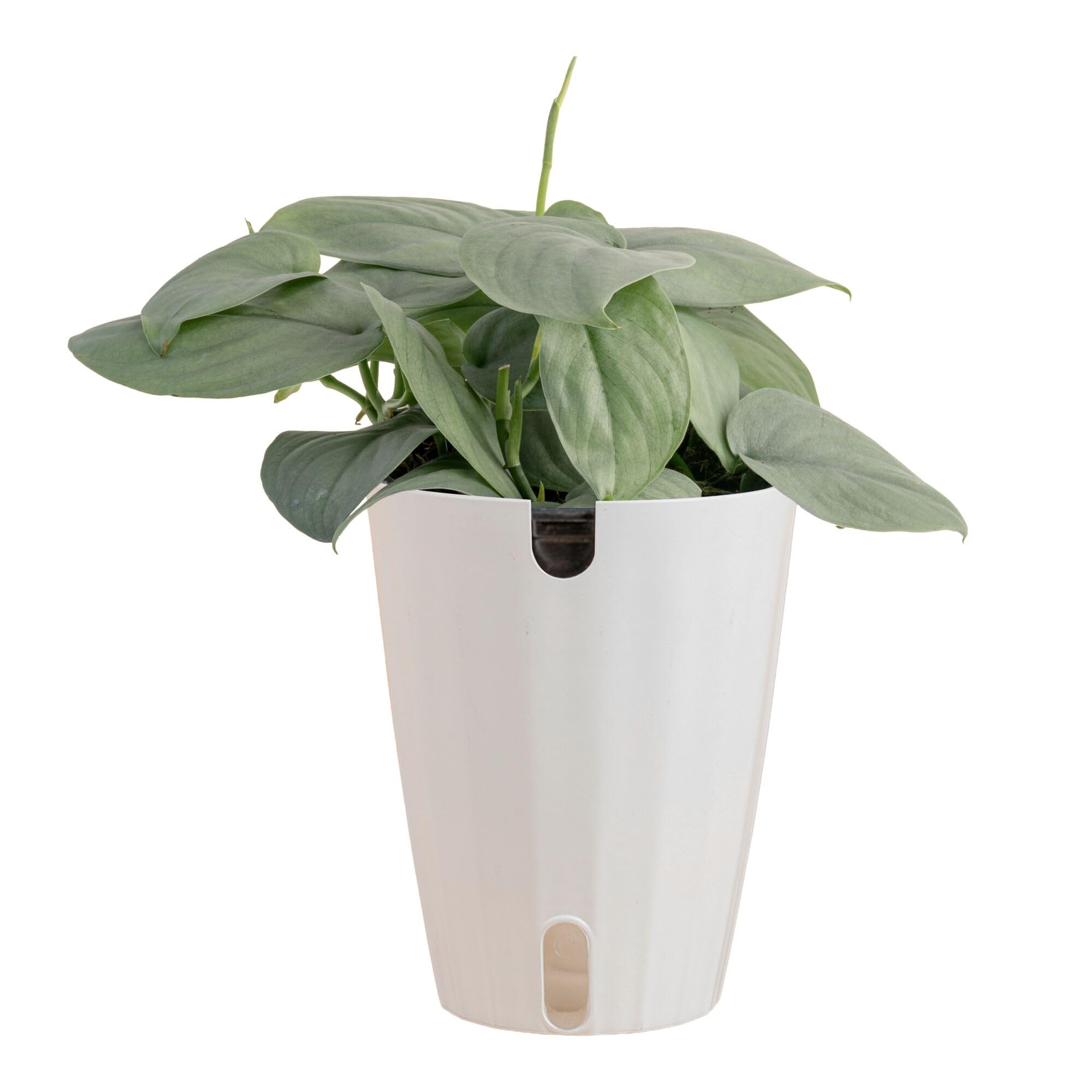 Costa Farms Scindapsus Platinum Java Live Plant