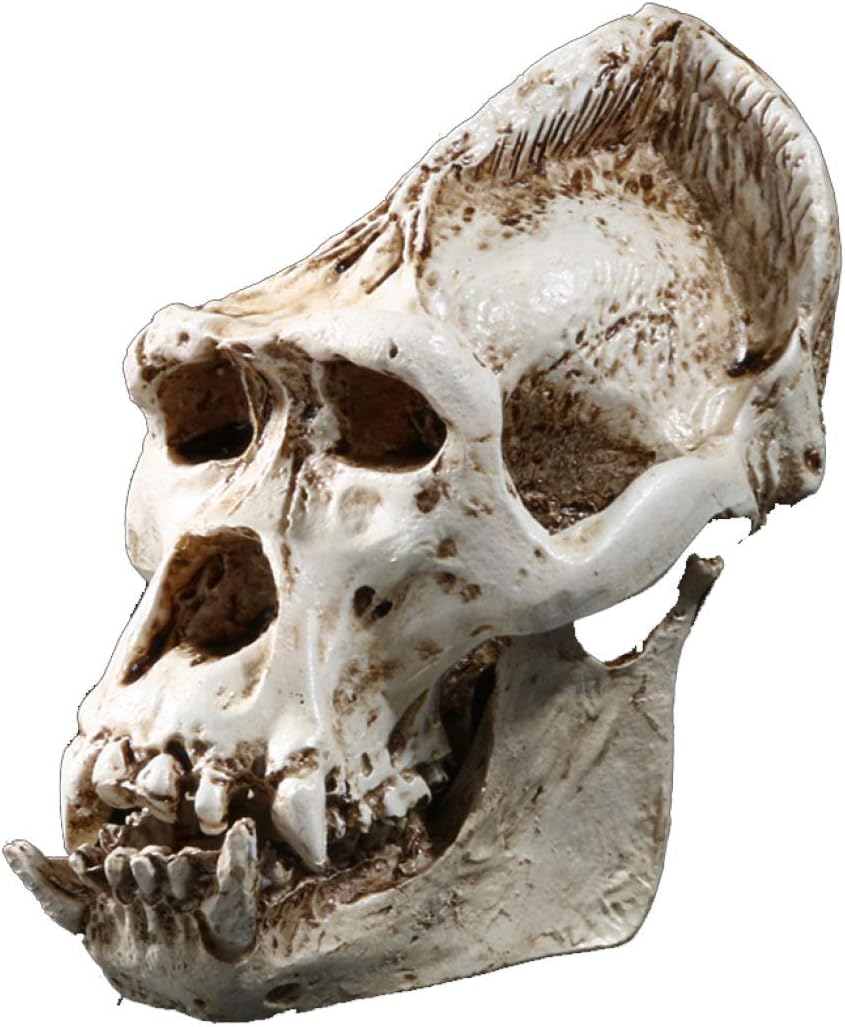 Gorilla Skull Statue Resin Craft Skeleton Sculptures Decoration Home Decor Ornament Medical Teaching