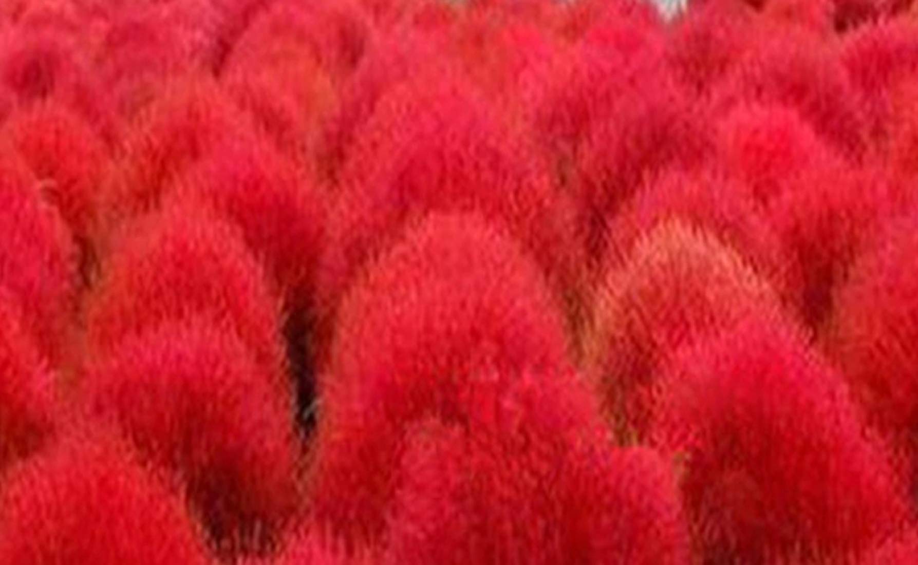 Nema Burning Bush Kochia Scoparia Grass Seeds-Red-100Pcs-image-28