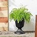 Arcadia Garden Products PL00BK Classic Traditional Plastic Urn Planter, 16” x 18”, Black