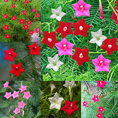 Mixed Colors Ipomoea Quamoclit Seeds 100+ Cypress Vine Red Quamoclit Flower Climbing Annual Garden Heirloom #TOP6
