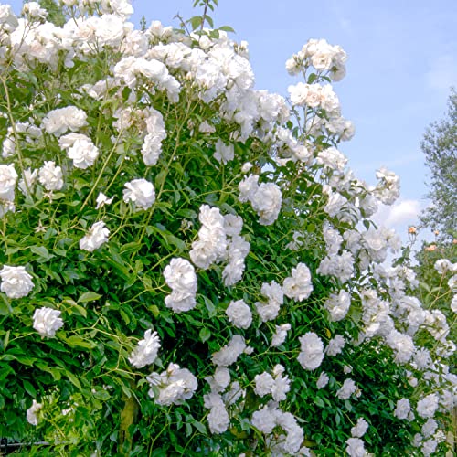 SPRING HILL NURSERIES - Iceberg Floribunda Own Root Rose Dormant Bare Root Plant (1-Pack) - Thumbnail 3
