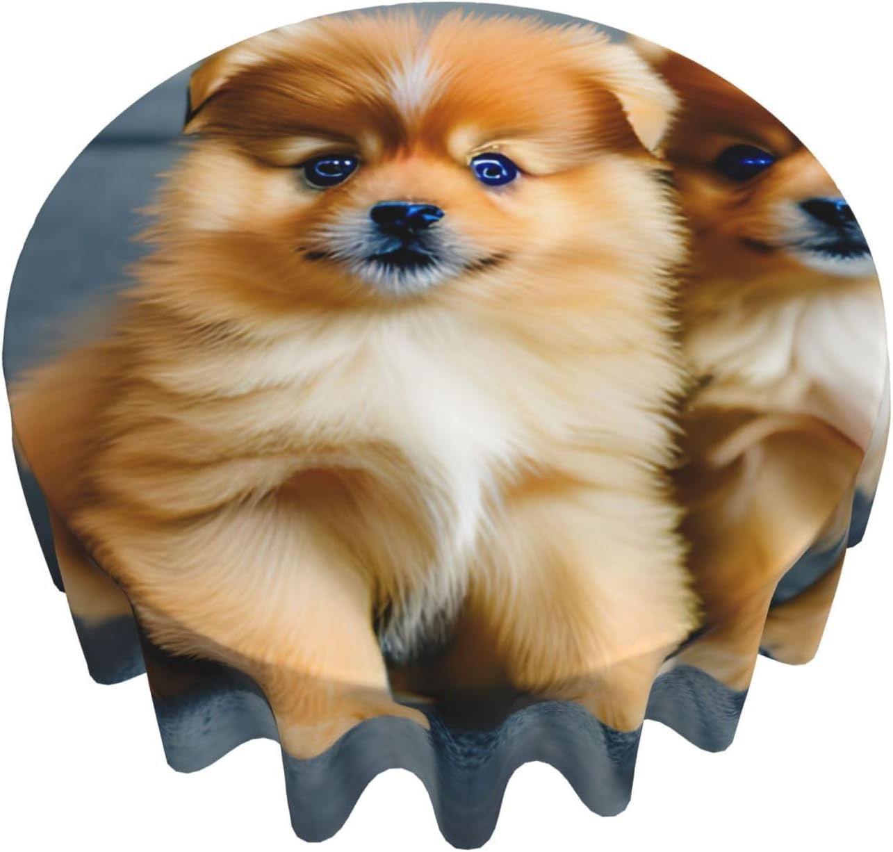Pomeranians Puppies and Point Print Wrinkle Free Dining Table Cover for Birthday Party Farmhouse Tablecloths Up to 60 x 60 Inches