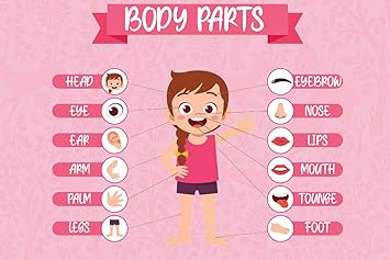 Kids Educational Wall Sticker Poster| Body Parts|Educational Poster For Childrens|Home Wall Decor|Learning Poster for Decoration|Poster For Science Lab, Kids Room, Study Room|Self Adhesive Wall Sticker Poster