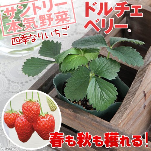 Amazon.co.jp: 《一時非表示》（観葉植物）サントリー 野菜苗 イチゴ